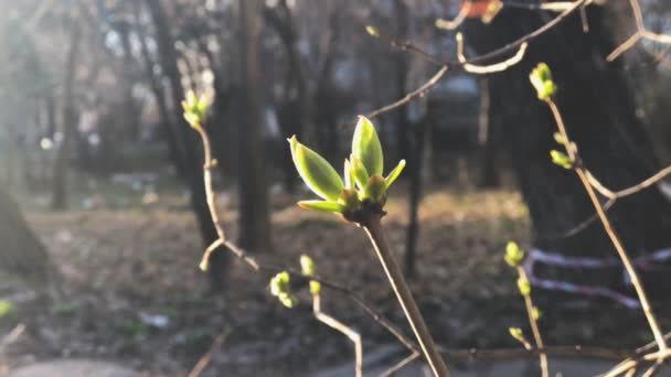 First Buds Tremble Wind Spring Cordon Tape Tree — Stock Video