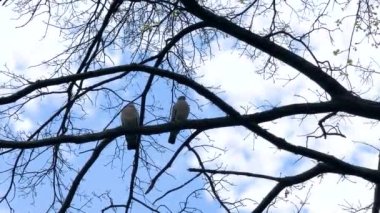 Parktaki bir ağaç dalında oturan bir çift güvercin (Columba palumbus)