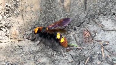 Mamut eşekarısı (Megascolia maculata) yerde yürüyor ve zemin deliğinden içeri giriyor.