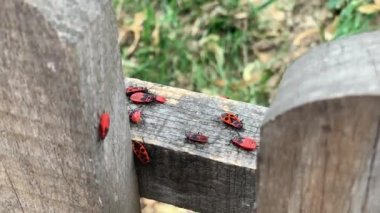 Tahta yüzeyde bir sürü kundakçı (Pyrrhocoris apterus) oturuyor