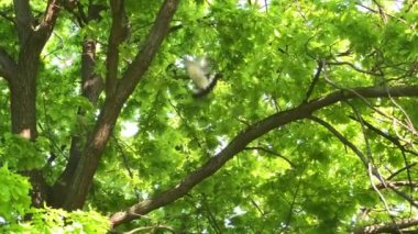 Vahşi orman güvercini (Columba palumbus) şehir parkında ağaçta başka bir güvercinle kavga ettikten sonra ağır ağır nefes alıyor.