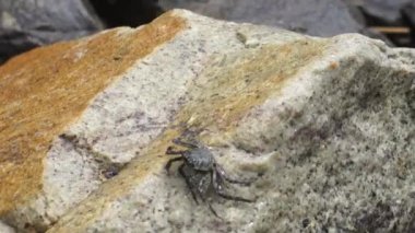 Sri Lanka 'da kayaya tırmanan yengeç