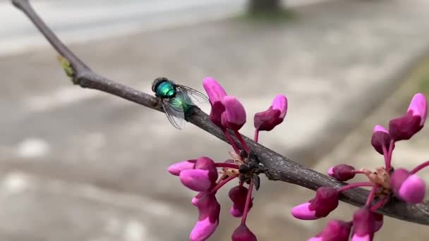 Pembe Çiçek Tomurcukları Olan Bir Dalda Yeşil Sinek — Stok video