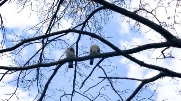 Пара Деревянных Голубей Coloma Palumbus Сидящих Ветке Дерева Парке — стоковое видео