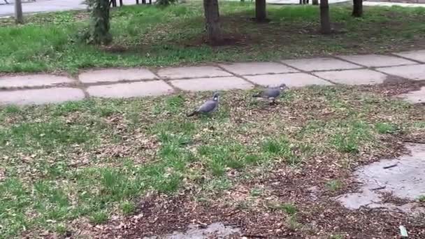Ένα Ζευγάρι Ξύλινα Περιστέρια Columba Palumbus Που Περπατούν Στο Πάρκο — Αρχείο Βίντεο