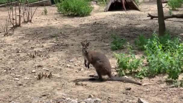 Känguru Zoologischen Garten Läuft Davon — Stockvideo