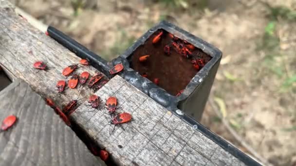 Hel Del Firebugs Pyrrhocoris Apterus Sitter Trä Och Järnytan — Stockvideo