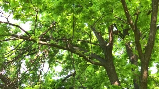 Paloma Silvestre Columba Palumbus Parque Ciudad Árbol Respirando Pesadamente Después — Vídeos de Stock