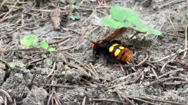 Mammoet Wesp Megascolia Maculata Lopend Grond — Stockvideo