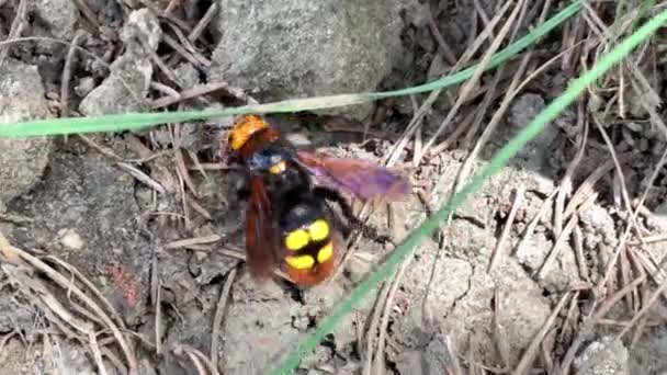 Mammoth Wasp Megascolia Maculata Walking Ground — Stock Video