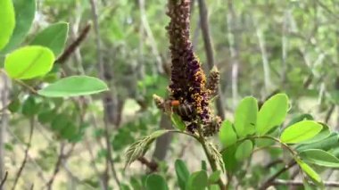 Sahte Indigo Bush (Amorpha fruticosa) çiçekleri üzerinde polen toplayan arı)