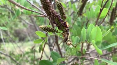 Sahte Indigo Bush (Amorpha fruticosa) çiçekleri üzerinde polen toplayan arı)