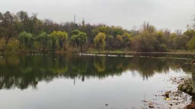 Sonbaharda gölde kuyrukta bekleyen bir martı sürüsü