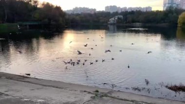 Şehir parkında gölün üzerinde uçan martı sürüsü