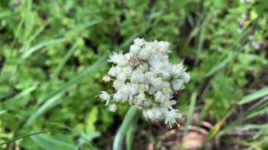 Sarımsağın başındaki beyaz böcek