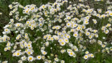 Yazın tarlada bir sürü papatya çiçeği açar.