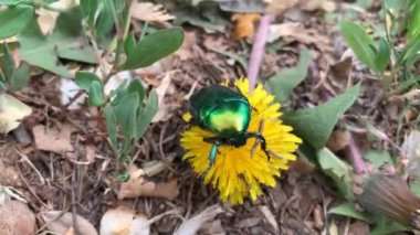 Karahindiba üzerinde sürünen yeşil metalik böceğin (Cetonia aurata) yakın plan görüntüsü