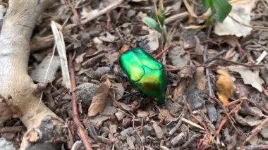 Yerde sürünen yeşil metalik böceğin (Cetonia aurata) yakın plan görüntüsü