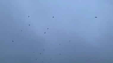 Akşam gökyüzünde uçan karga sürüsü