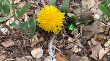 Zemini kazan yeşil metalik böceğin (Cetonia aurata) yakın görüntüsü