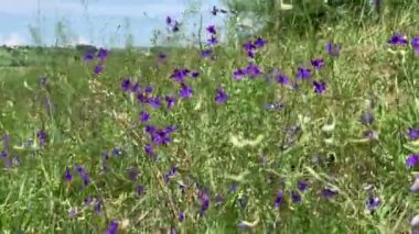 Consolida regalis 'in mor çiçekleri (tarla larkspur; dallanma dalları, çatallaşma lakspur) yeşil çimlerin arasında rüzgarda sallanıyor..