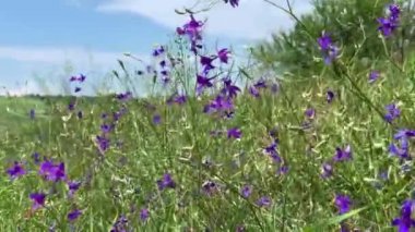 Consolida regalis 'in mor çiçekleri (tarla larkspur; dallanma dalları, çatallaşma lakspur) yeşil çimlerin arasında rüzgarda sallanıyor..