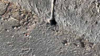 Eşekarıları yuvalarına beton kaldırım taşları arasındaki bir delikten girip çıkıyorlar.