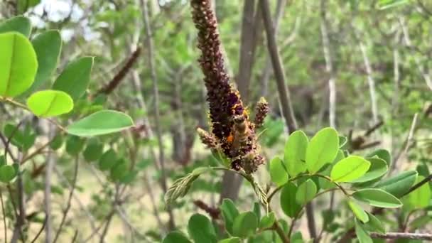 Bijen Verzamelen Stuifmeel Bloemen Van Valse Indigo Bush Amorpha Fruticosa — Stockvideo