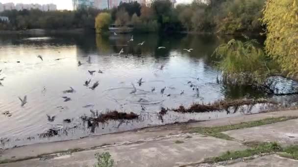 Flock Gulls Flying Lake City Park Sound — Stock Video