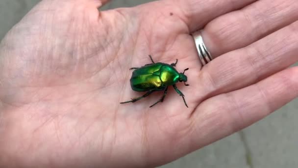 Vue Rapprochée Scarabée Métallique Vert Cetonia Aurata Rampant Sur Main — Video