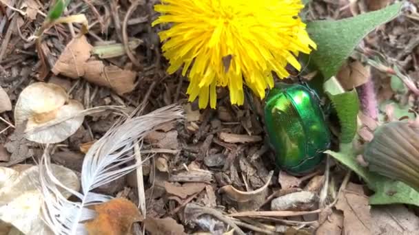 Vista Cerca Del Escarabajo Metálico Verde Cetonia Aurata Excavando Suelo — Vídeos de Stock