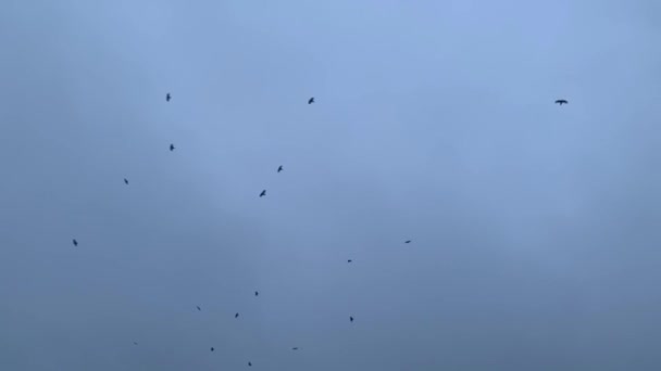 Krähenschwarm Fliegt Den Abendhimmel — Stockvideo
