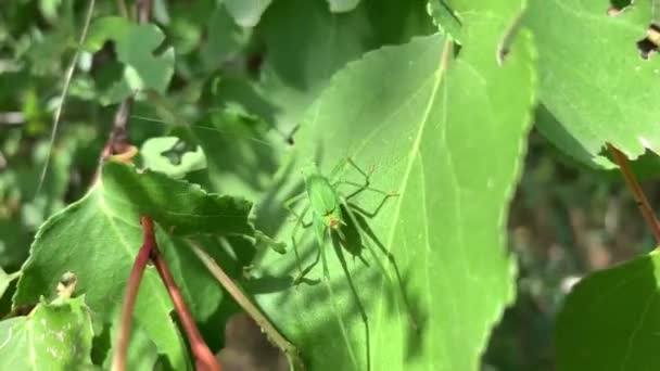 Πράσινη Ακρίδα Που Αναπαύεται Ένα Φύλλο Κάτω Από Τον Ήλιο — Αρχείο Βίντεο