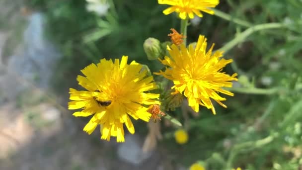 Voe Coletando Pólen Uma Flor Campo Amarelo — Vídeo de Stock