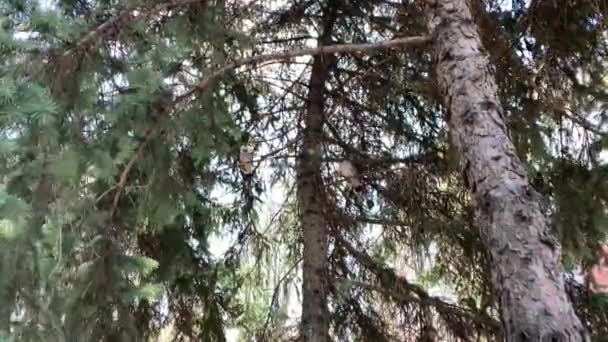 Par Pombos Madeira Columba Palumbus Sentados Ramo Abeto Parque — Vídeo de Stock