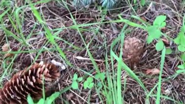 Çam kozalaklı ve köknar dallı kuru çam iğneleriyle kaplı bir zeminin makro görüntüsü.