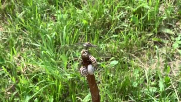 Libelle Sitzt Auf Dem Stock Mit Schnecken — Stockvideo