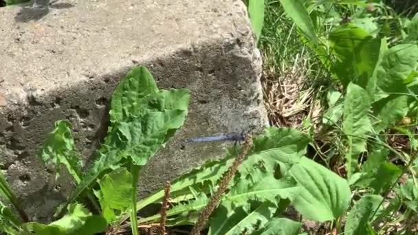Blaue Libelle Mit Transparenten Flügeln Balanciert Auf Einer Spica — Stockvideo