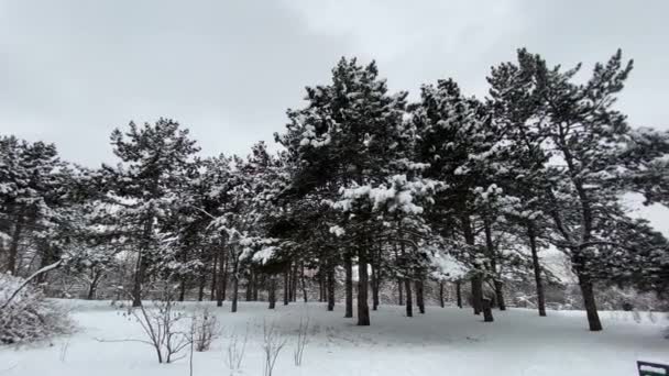 冬の風景 公園内の雪に覆われたモミの木 — ストック動画