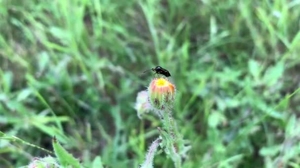 Black Bug Flower Bud Green Grass Field — Stock videók