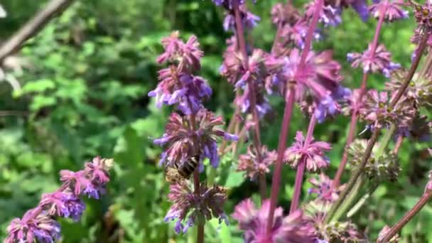 Api Che Raccolgono Polline Sui Fiori Salvia Natura — Video Stock