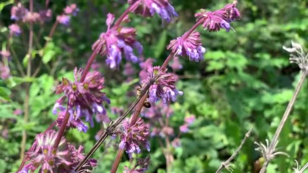 Bijen Verzamelen Stuifmeel Bloemen Van Salvia Het Wild — Stockvideo