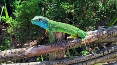 Avrupa yeşil kertenkelesi (Lacerta viridis) güneşte dinleniyor