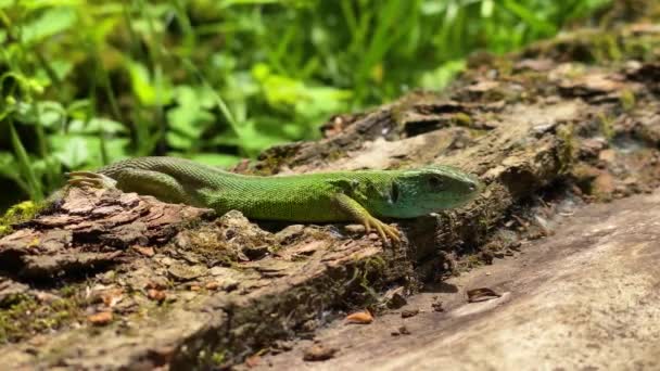 Lagarto Verde Europeo Lacerta Viridis Descansando Bajo Sol — Vídeos de Stock