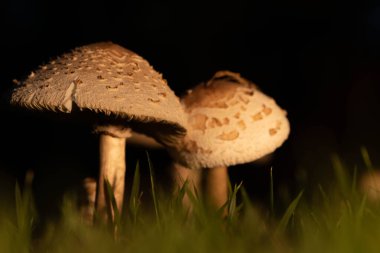 Yağmurdan sonra, mantarlar çimlerde yetişir..