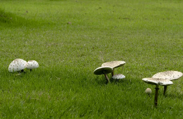 Après Pluie Les Champignons Poussent Sur Pelouse — Photo