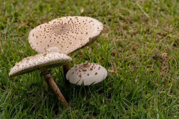 Après Pluie Les Champignons Poussent Sur Pelouse — Photo