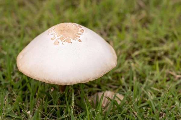 Yağmurdan Sonra Mantarlar Çimlerde Yetişir — Stok fotoğraf