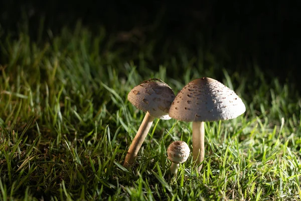 Regen Groeien Champignons Het Gazon — Stockfoto