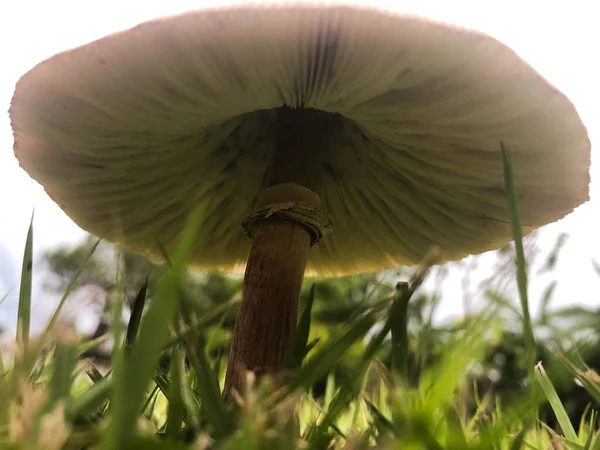 Rain Mushrooms Grow Lawn — Stock Photo, Image